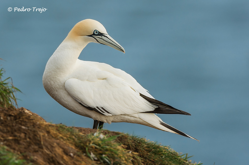 Alcatraz (Morus bassanus)